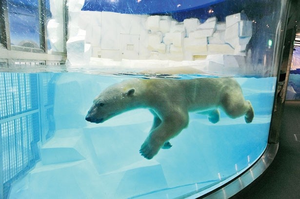 極地の動物たちが暮らす「海獣館」で見られるホッキョクグマ/アドベンチャーワールド