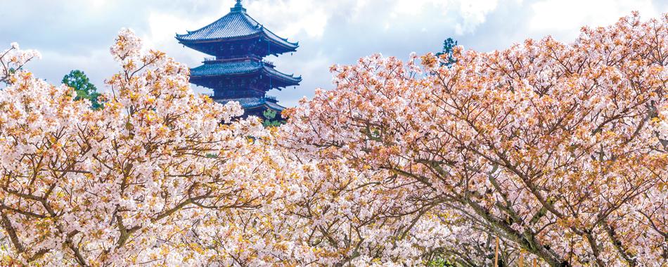 嵐山・東山・岡崎！春に見る京都絶景桜