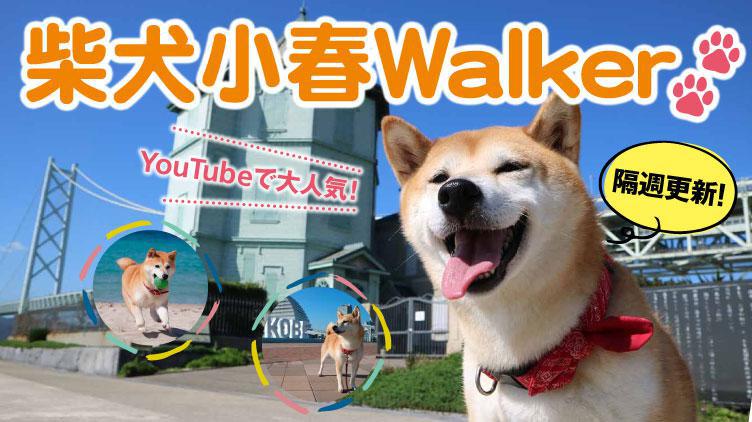 Youtubeで大人気 柴犬小春walker ウォーカープラス